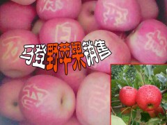 大理白族野蘋果基地◆大理蘋果種植戶圖2