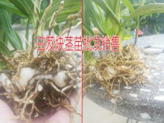 白芨價格[13987819680 ]◆白芨種植技術◆圖2