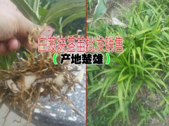 白芨塊莖苗什么時(shí)候種植比較好?圖2