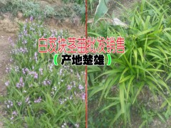 白芨塊莖苗什么時(shí)候種植比較好?圖3