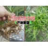 白芨種植技術(shù)◆白芨種植價格◆云南白芨藥材收購價格