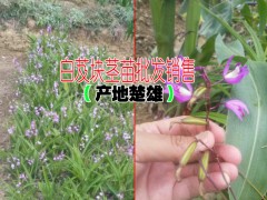 白芨種植技術◆白芨種植價格◆云南白芨藥材收購價格圖3