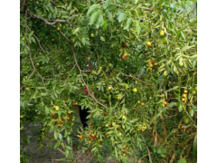 金絲小棗水果種植基地批發價格是多少?圖2