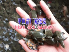 甲魚苗價格|甲魚苗多少錢一只|甲魚苗批發市場圖2