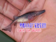 烏魚苗養殖技術|烏魚苗哪里能購買得到|圖2