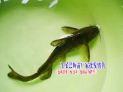 中華鱘魚苗哪里有銷售|叉尾魚價格|叉尾魚苗批發圖2