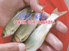 中華鱘魚苗哪里有銷售|叉尾魚價格|叉尾魚苗批發圖3