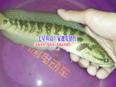 叉尾魚價格|叉尾魚苗批發(fā)◆ 草龜、蘇卡達龜、佛龜養(yǎng)殖技術(shù)圖2