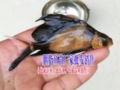 產(chǎn)地鯉魚苗、鱸魚魚苗、南方大口鯰魚苗市場報價是多少?圖2