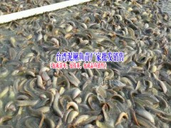 產(chǎn)地鯉魚苗、鱸魚魚苗、南方大口鯰魚苗市場報價是多少?圖3