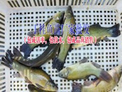 丁桂魚魚苗哪里有銷售?丁桂魚魚苗多少錢一斤(廠家批發(fā))圖3