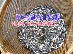 眉山淡水魚苗哪里有賣?供應廠家圖2