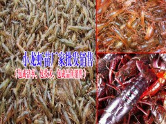 眉山淡水魚苗哪里有賣?供應廠家圖3