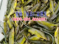 中華鱘魚苗、叉尾魚苗等名優淡水苗種出售信息圖2