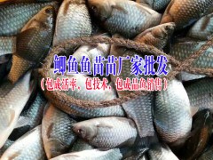 中華鱘魚苗、叉尾魚苗等名優淡水苗種出售信息圖3