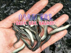 昆明魚苗#昆明魚苗多少錢一苗？圖2