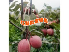 楚雄水果供應(yīng)商#云南紅梨種植基地批發(fā)廠家價格圖2