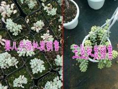 云南姐妹園藝多肉植物基地|昆明多肉植物批發圖2