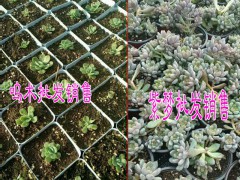 多肉植物哪里報價低Z&多肉批發哪里便宜@圖3