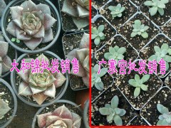 云南多肉植物批發市場|云南多肉植物價格表|圖2