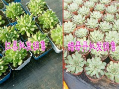 云南多肉植物批發市場|云南多肉植物價格表|圖3