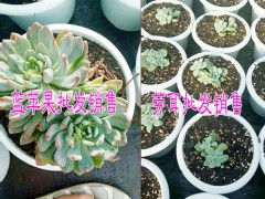 醉美人多肉植物哪里有賣#醉美人肉肉植物是多少錢？圖2