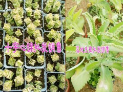 醉美人多肉植物哪里有賣#醉美人肉肉植物是多少錢？圖3