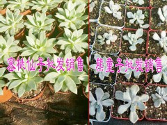 昆明多肉植物哪里報價低Z&多肉批發哪里便宜圖2