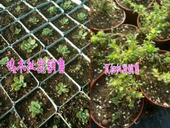 昆明多肉植物哪里報價低Z&多肉批發哪里便宜圖3