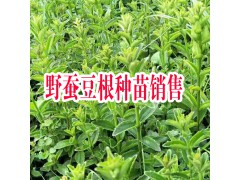 紅河彌勒市鑫鑫藥材野蠶豆根種苗/成品/種植技術圖2