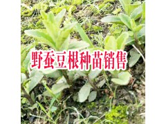 紅河彌勒市鑫鑫藥材野蠶豆根種苗/成品/種植技術圖3