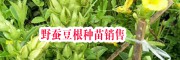 | 野蠶豆根多少一斤|