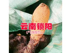 |云南的鎖陽質量好嗎|鎖陽產地|內蒙古鎖陽圖2