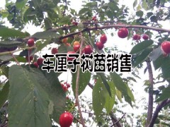 車厘子樹苗哪家公司賣#昆明附近哪里有車厘子種植圖3