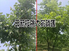 規(guī)格直徑8-15公分核桃大樹銷售信息_云南農(nóng)業(yè)公司圖3