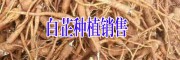 今年白芷種子/成品根莖/圖片