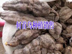 云南何首烏哪里多?四川何首烏種植戶批發價圖2