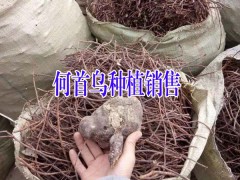 何首烏種植戶#云南何首烏多少錢?何首烏批發市場價圖3