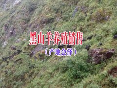 會澤縣黑山羊那家好|云南黑山羊肉批發廠家信息圖2