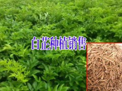 南江縣白芷多少錢一斤#白芷種子南江縣多不多圖2