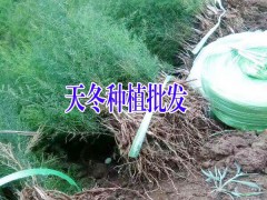 天冬種植戶銷售優質種子(苗)圖3