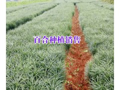 大理種植基地（食用百合）#云南宣威市百合種植專業合作社圖3