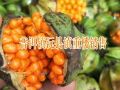 普洱產地滇重樓種子銷售#云南鎮沅滇重樓價格(育苗技術)圖2