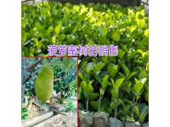 菠蘿蜜苗|海南葉成秀菠蘿蜜樹苗供應商圖2