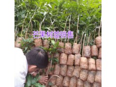 云南牛油果怎么賣#云南哪里有牛油果小苗銷售批發圖3