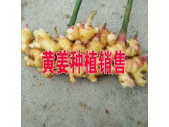 黃姜種植批發(fā).價格.采購.圖片_黃姜B2B網(wǎng)站信息圖3