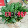 草果小苗哪批發(fā)#云南草果小苗銷售批發(fā)