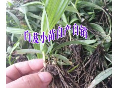 云南白芨育苗技術(shù)資料+白芨小苗銷(xiāo)售點(diǎn)(公司)圖3