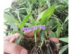 云南白芨育苗技術(shù)資料+白芨小苗銷(xiāo)售點(diǎn)(公司)圖2