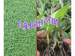 云南白芨小苗多少錢+瑞麗白芨基地信息圖2